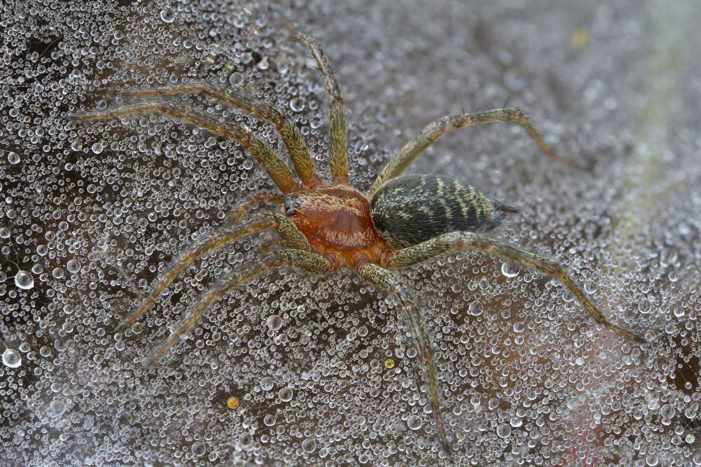 Agelenidae sp.